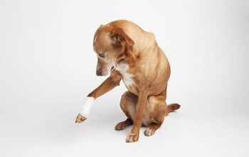 Tetanus in Dogs: Symptoms, Causes, and Treatments