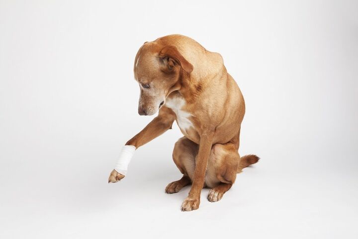 tetanus in dogs symptoms causes and treatments