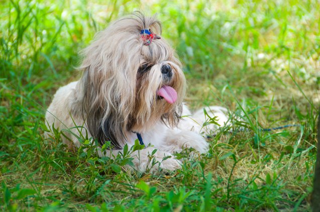 Nonsheading Dogs Top 10 Non-Shedding Dog Breeds | PetGuide