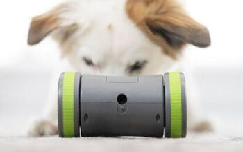 Try To Catch The PetSafe Kibble Chase Roaming Treat Dispenser