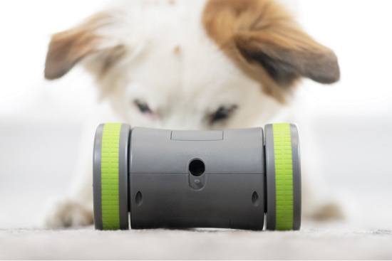 try to catch the petsafe kibble chase roaming treat dispenser