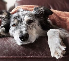 fever in dogs symptoms causes and treatment