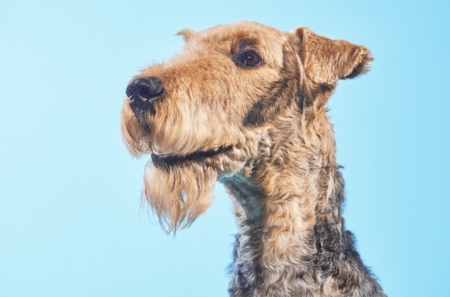 Top 10 Hair-Raising Bearded Dog Breeds for Movember - PetGuide | PetGuide