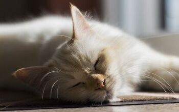Why Do Cats Love to Sunbathe?