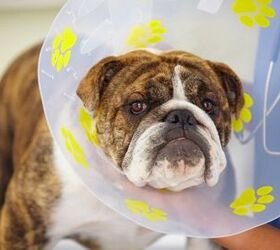 Road To Recovery: Post-Operative Spay And Neuter Care