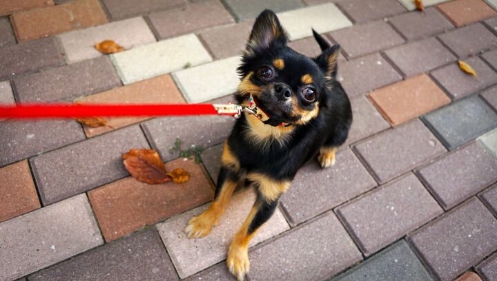 what to do when you dog doesn t like to go for walks