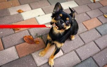 What to Do When You Dog Doesn’t Like to Go for Walks