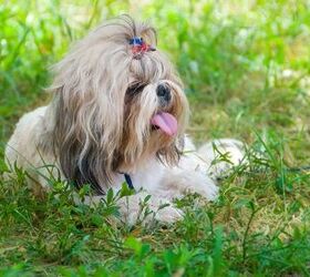 top 10 sneeze free hypoallergenic dogs