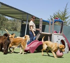 do i need a business license for dog daycare