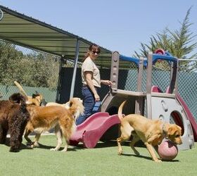 What You Should Know Before Starting A Dog Boarding Business PetGuide