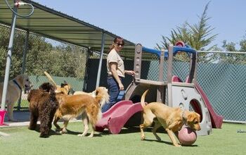 What You Should Know Before Starting a Dog Boarding Business