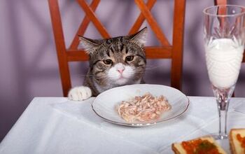 5 Foods You Should Never Feed Your Cat