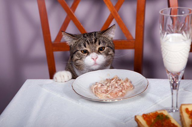 5 foods you should never feed your cat