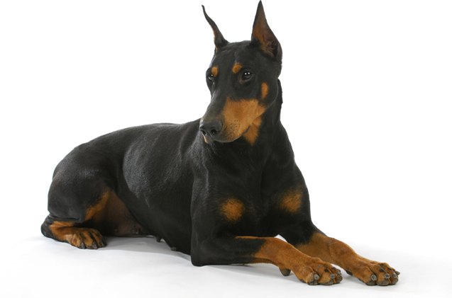 top 10 best guard dogs