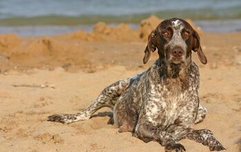 Top 10 Low Maintenance Dogs