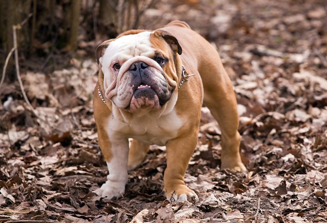 top 10 low maintenance dogs