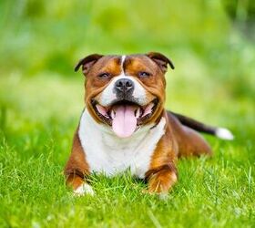 top 10 low maintenance dogs