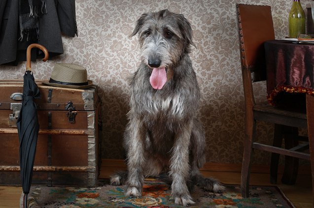 What Is A Sighthound PetGuide