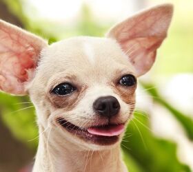 Top 10 Yappy Dog Breeds