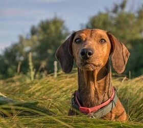 top 10 yappy dog breeds