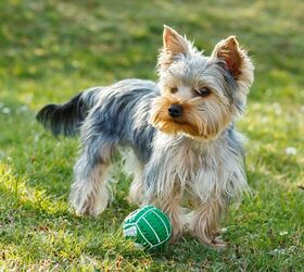 Non yappy small store dogs