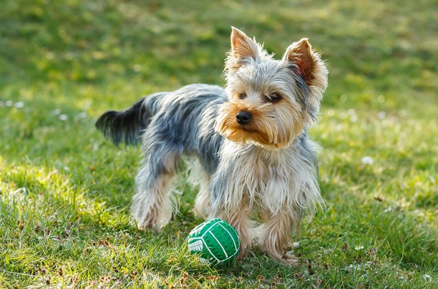 top 10 yappy dog breeds