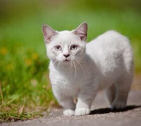 Mini Meow: What Are Miniature Cats?