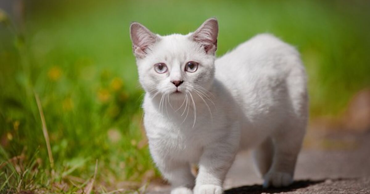 Mini Meow: What Are Miniature Cats? | PetGuide