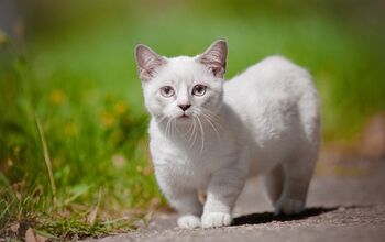 Mini Meow: What Are Miniature Cats?