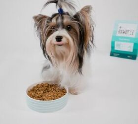 BIXBI Damn Near Perfect Dog Food For A Lot Of Reasons PetGuide