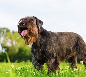 top 10 medium sized dog breeds