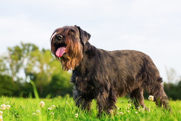 top 10 medium sized dog breeds