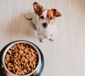 Food Allergies in Dogs: Symptoms, Causes, &#038; Treatments