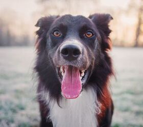 Simethicone For Dogs: Uses, Dosage, &#038; Side Effects