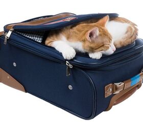 Tips For Taking Your Cat On Vacation With You