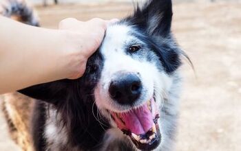 5 Ways to Build a Bond With Your Dog