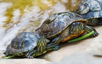 Turtle Breeds | PetGuide