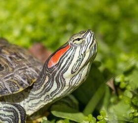 red eared slider turtle