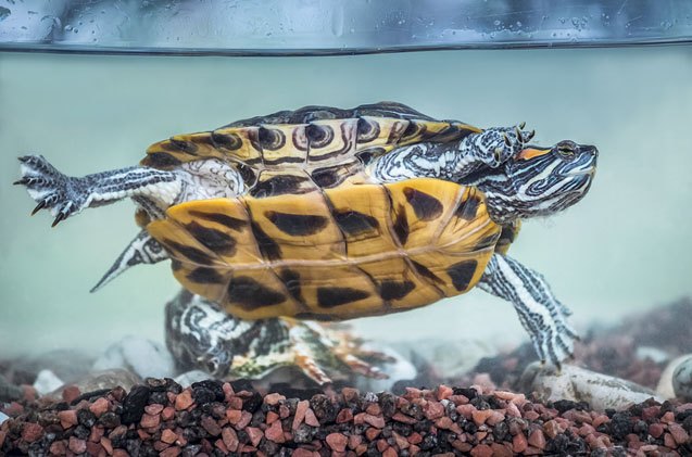 Red-Eared Slider Turtle Dog Breed Information and Pictures - PetGuide ...