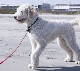 Toy Goldendoodle: A Perfect Blend of Charm and Companionship