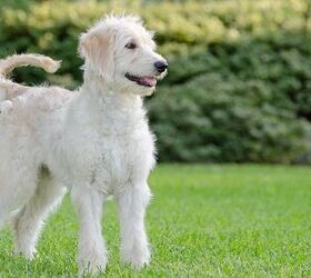 Goldendoodle mixed sales with lab