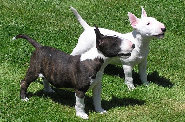 top 10 best small dog breeds for kids