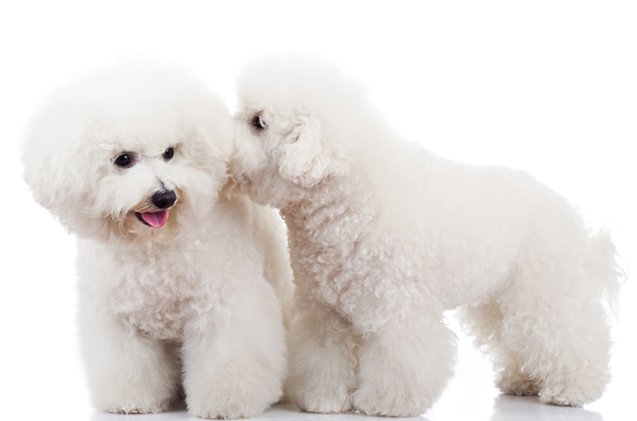 top 10 best small dog breeds for kids