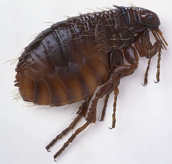 what s the difference between fleas and ticks