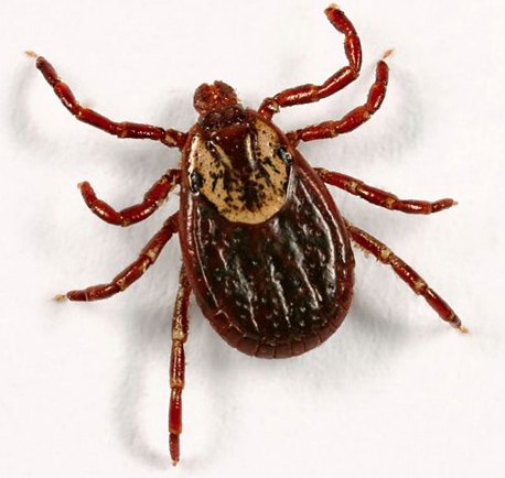 what s the difference between fleas and ticks