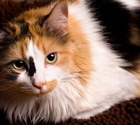 5 Colorful Facts About Calico Cats