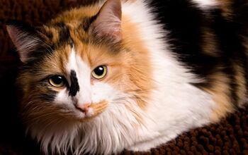 5 Colorful Facts About Calico Cats