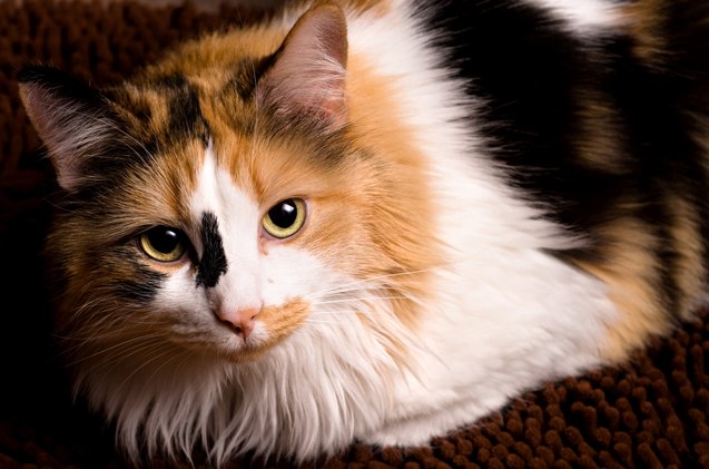 5 colorful facts about calico cats