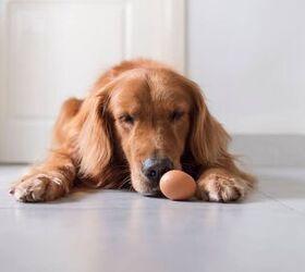 can my dog eat eggshells