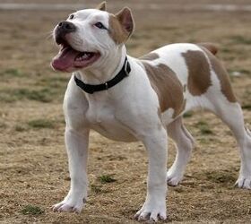 American Pit Bull Terrier Health and Care